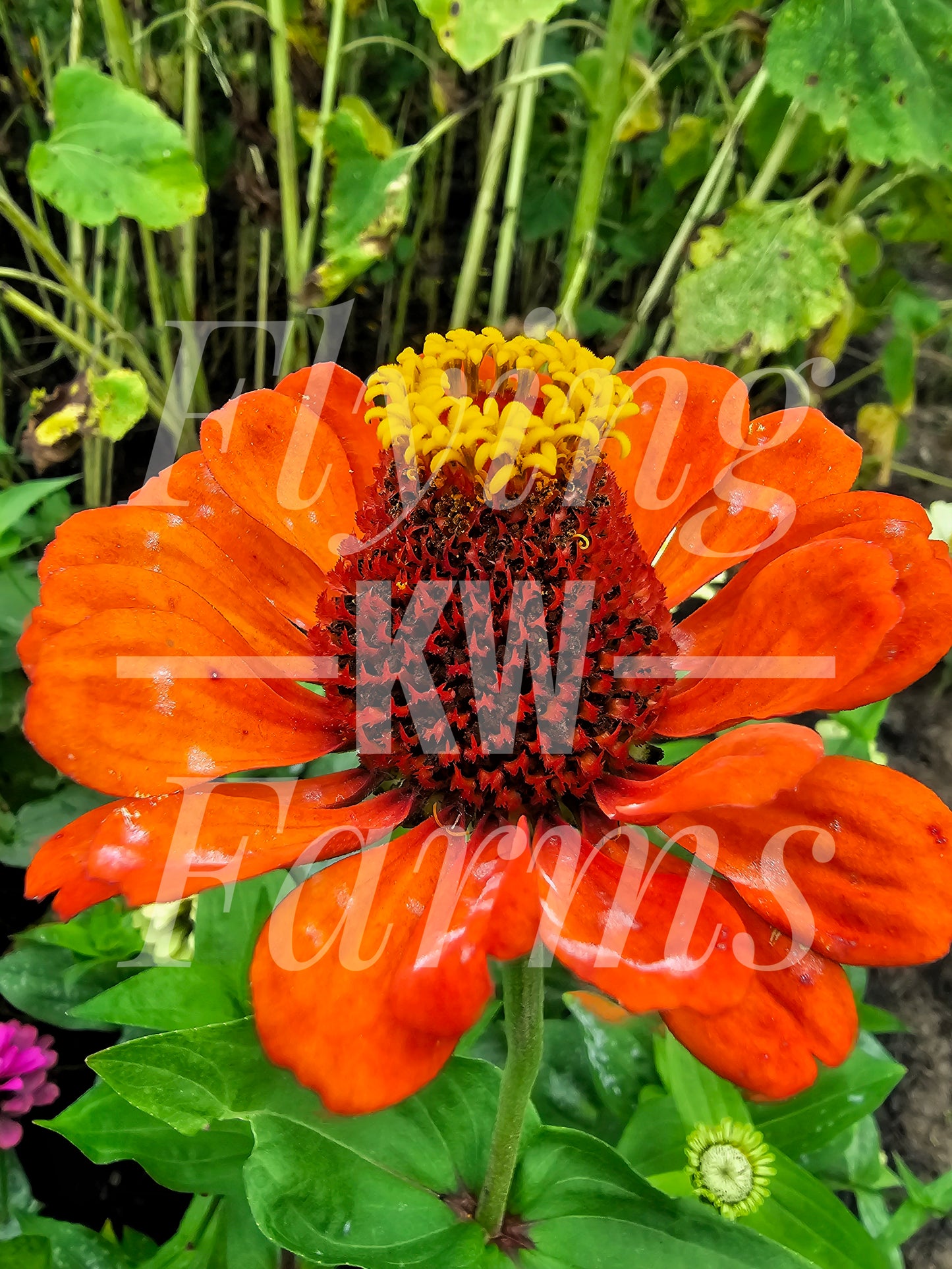 Photo Prints- Garden and Flowers