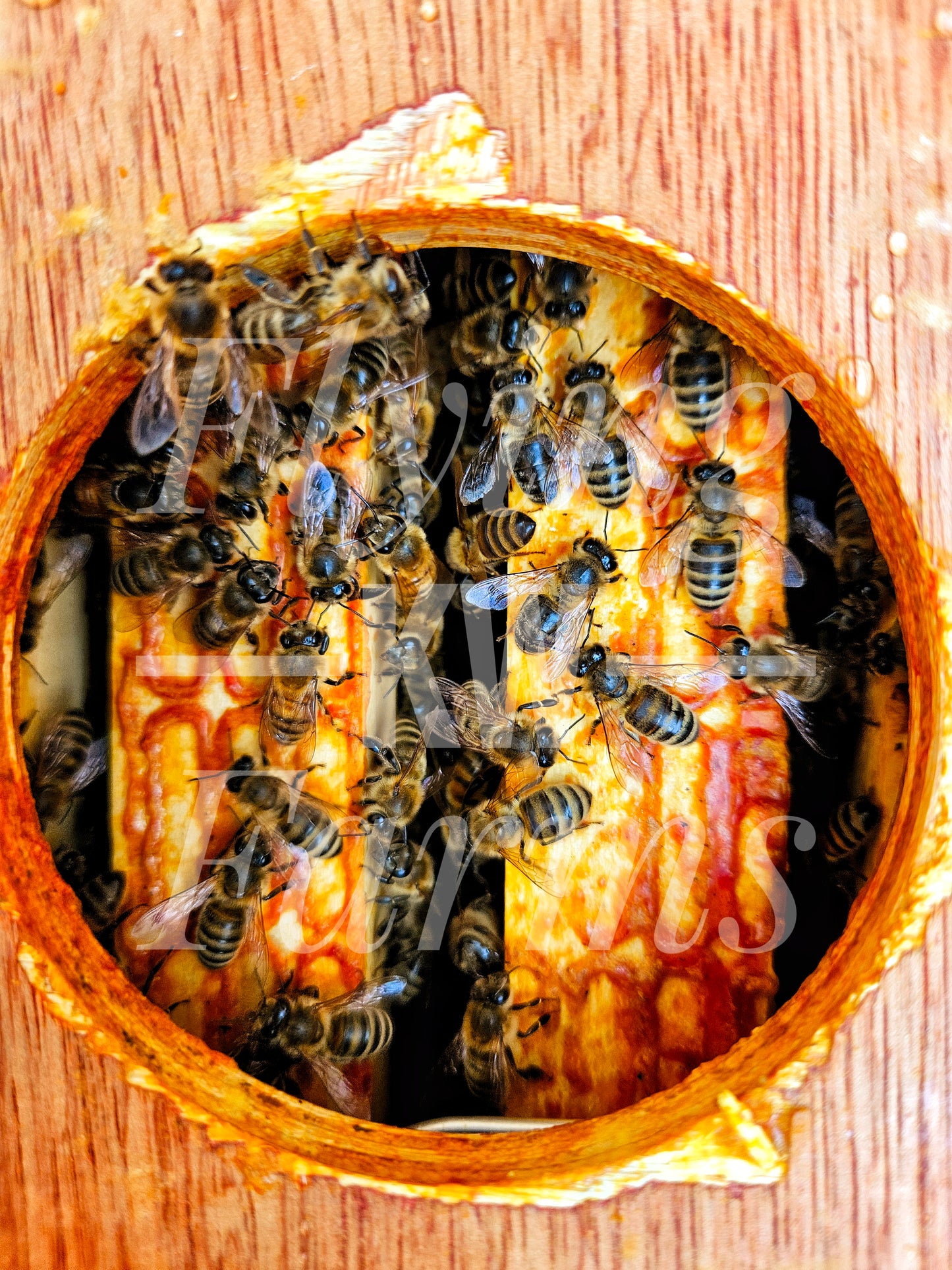 Photo Prints- Bees