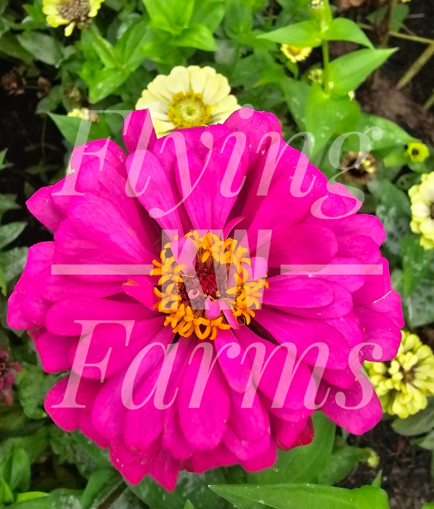 Photo Prints- Garden and Flowers
