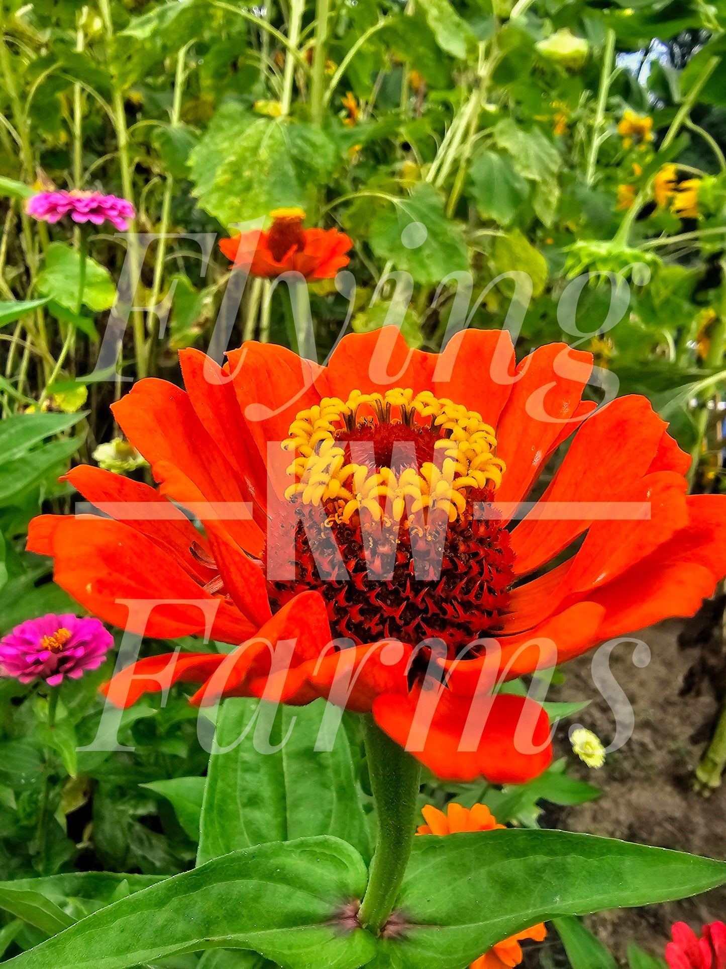 Photo Prints- Garden and Flowers