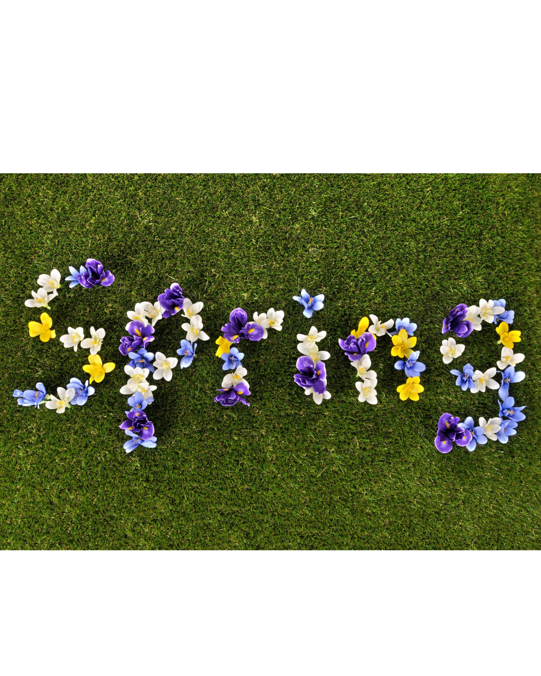 Decorated Sugar Cookies