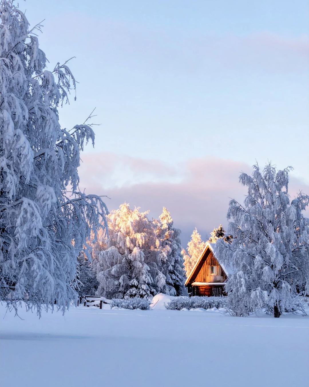 Decorated Sugar Cookies