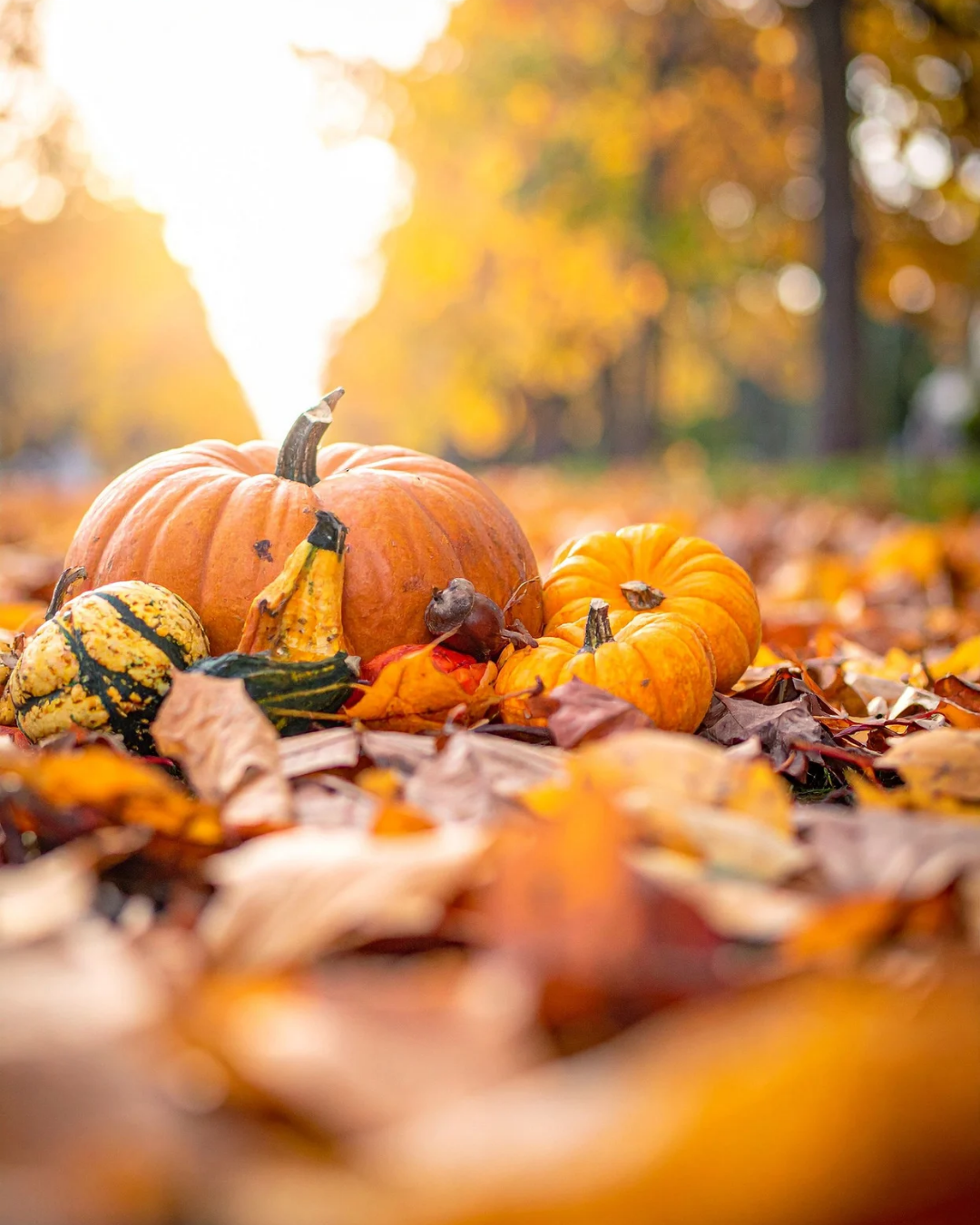 Decorated Sugar Cookies