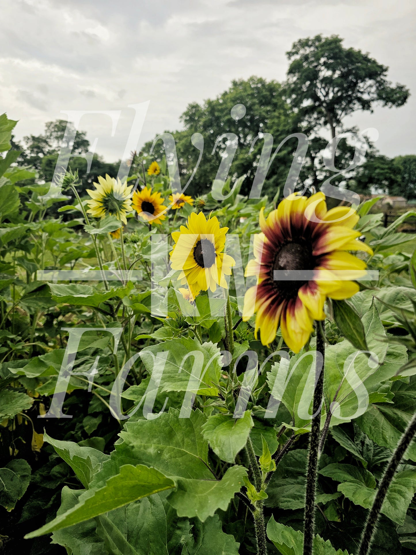 Photo Prints- Garden and Flowers