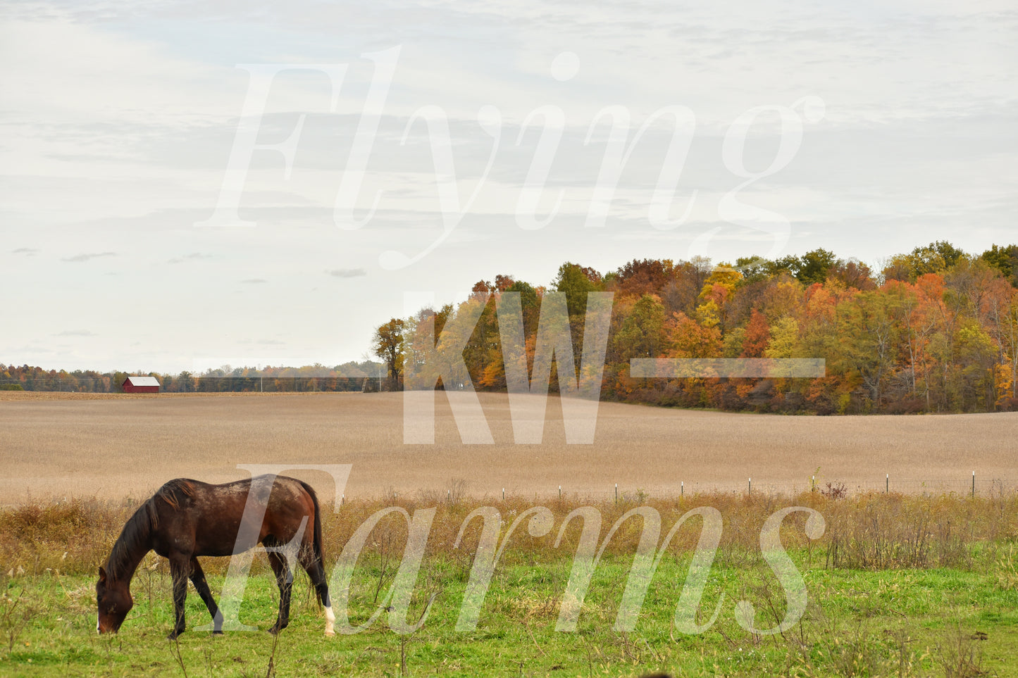 Photo Prints- Horses