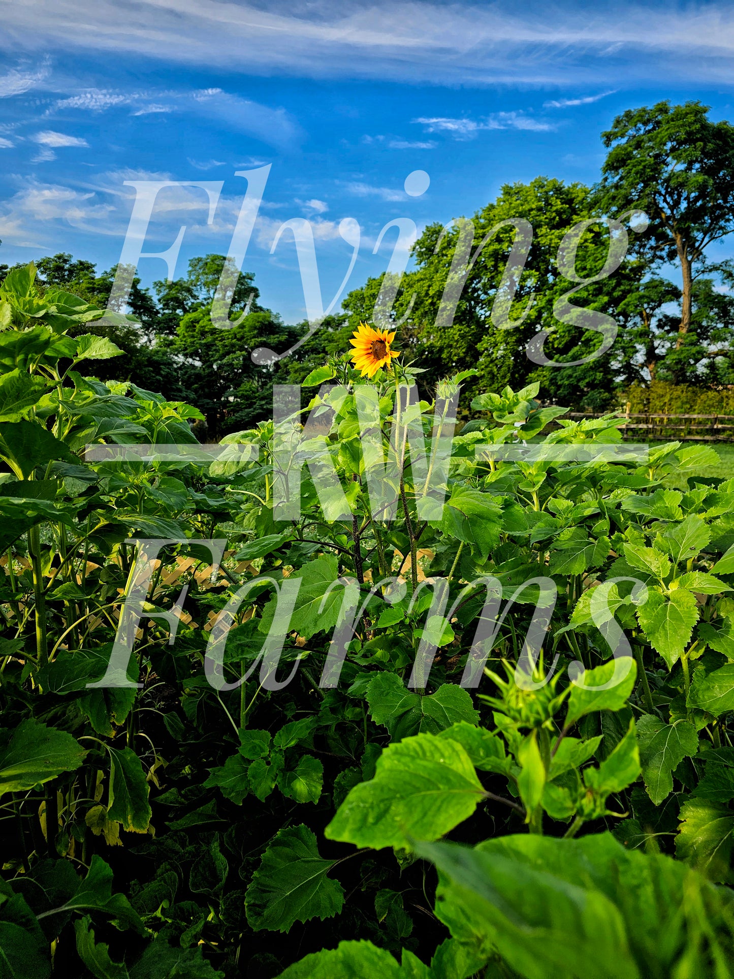 Photo Prints- Garden and Flowers