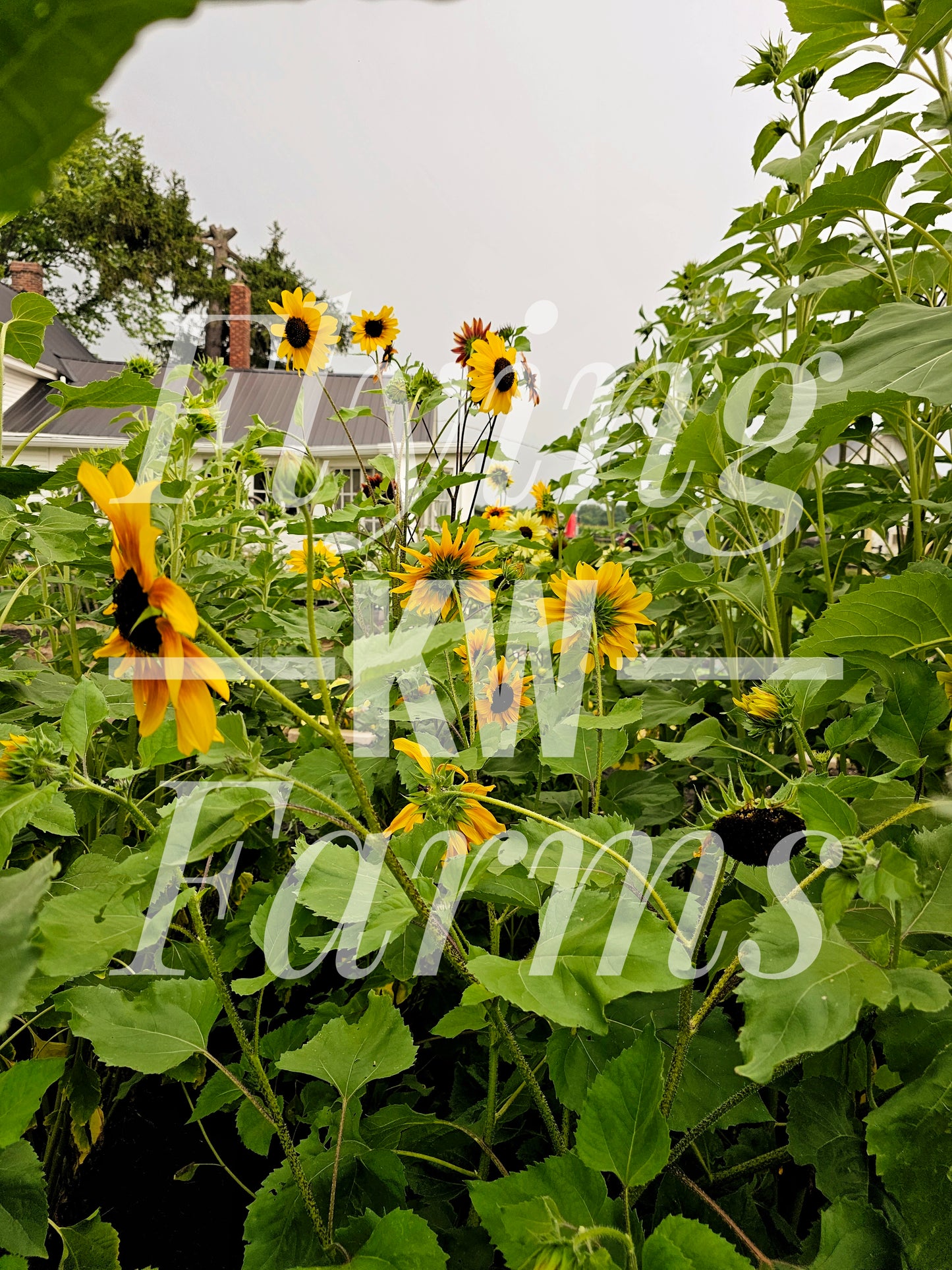 Photo Prints- Garden and Flowers