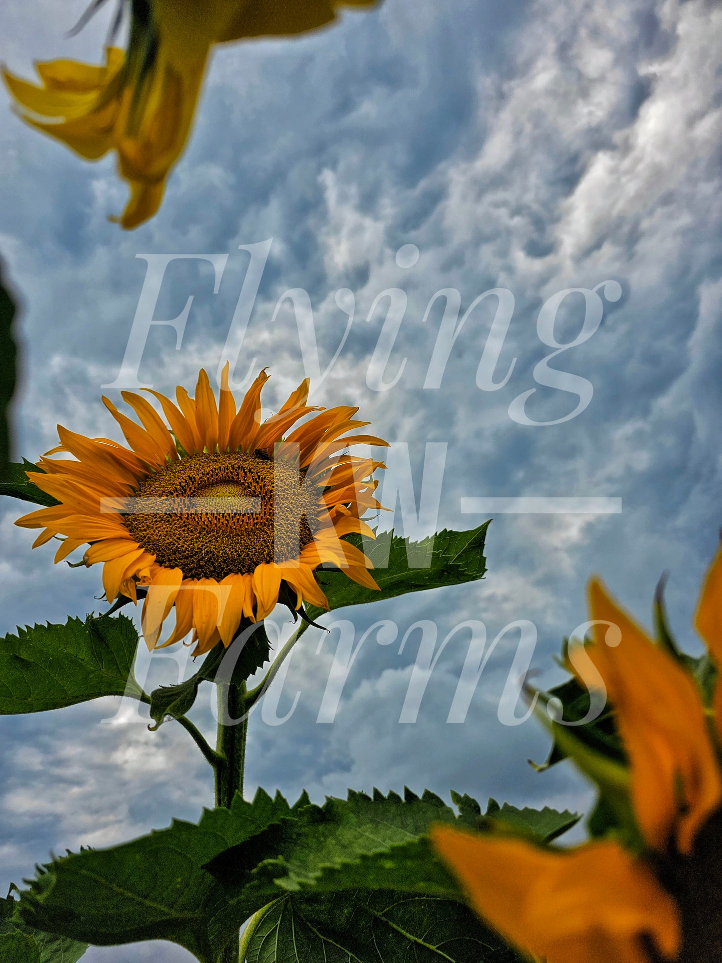 Photo Prints- Garden and Flowers