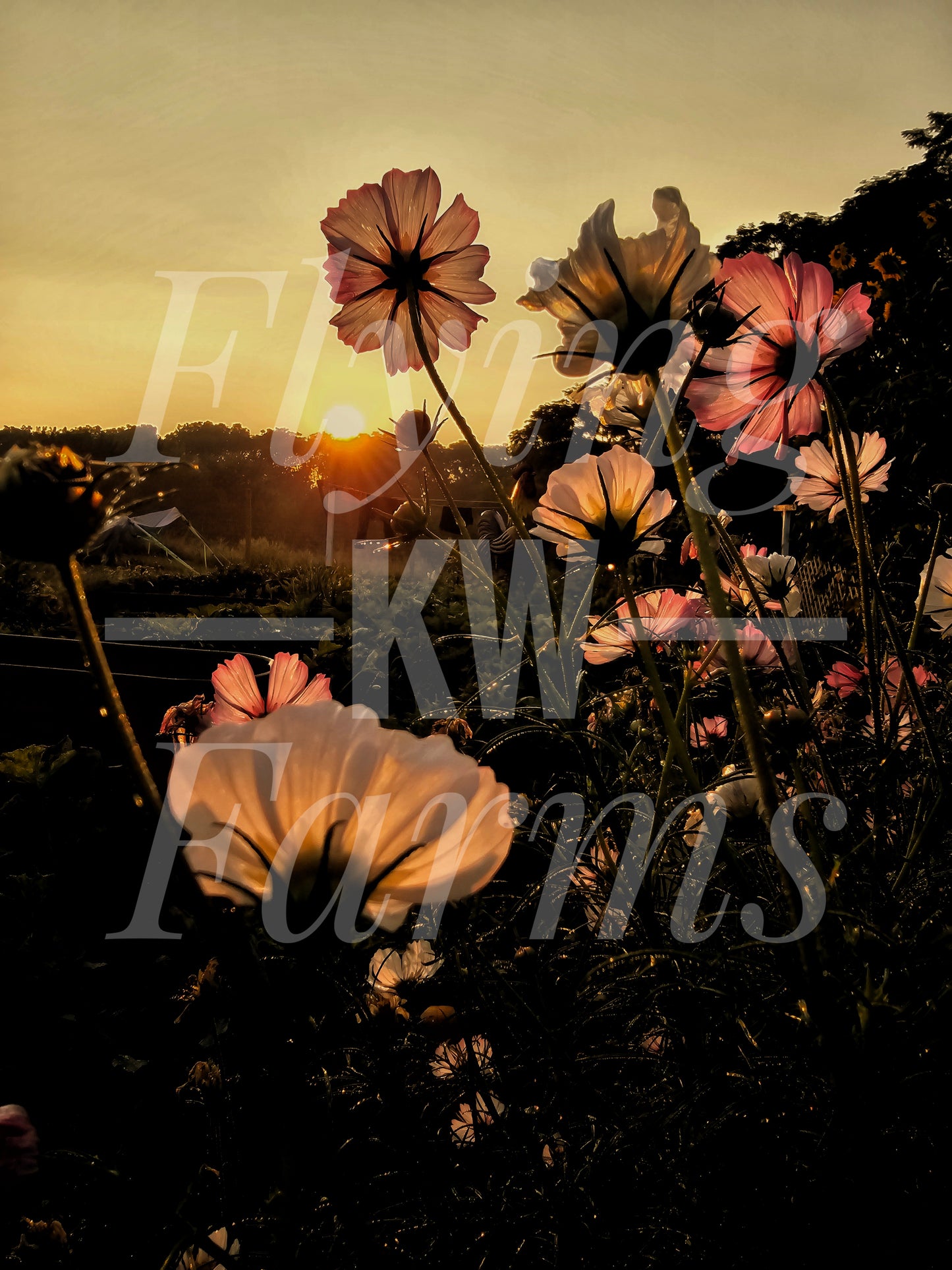 Photo Prints- Garden and Flowers