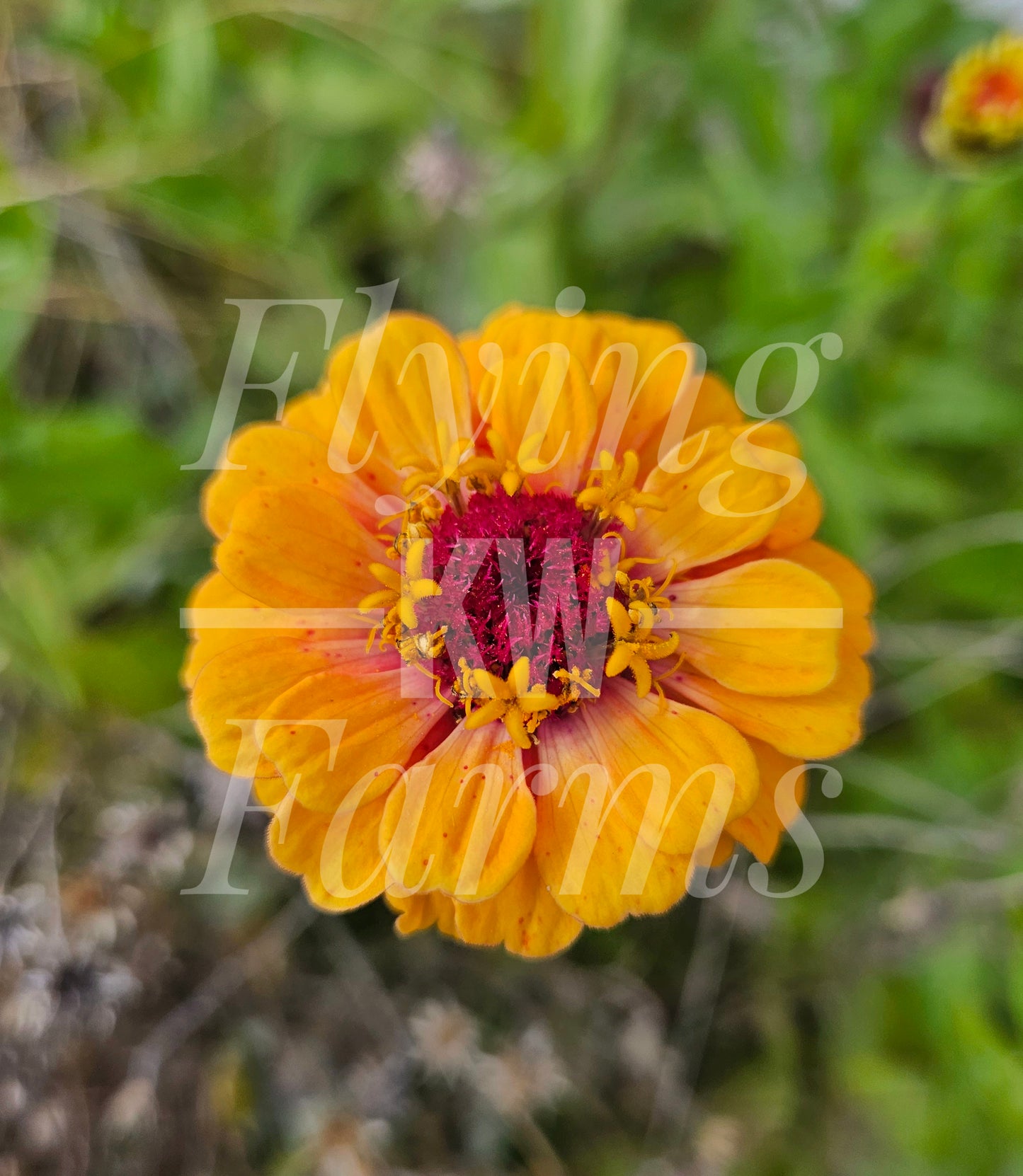 Photo Prints- Garden and Flowers