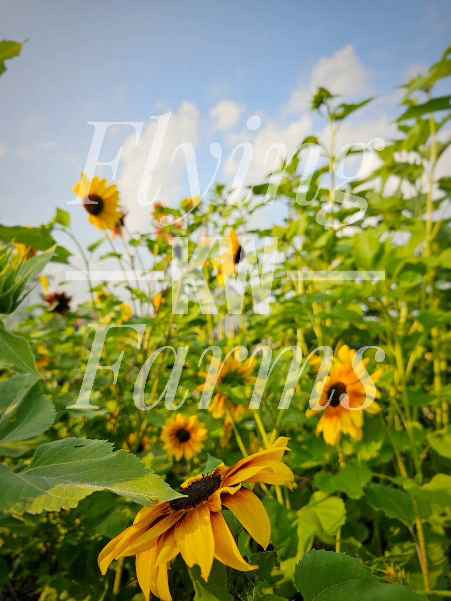 Photo Prints- Garden and Flowers
