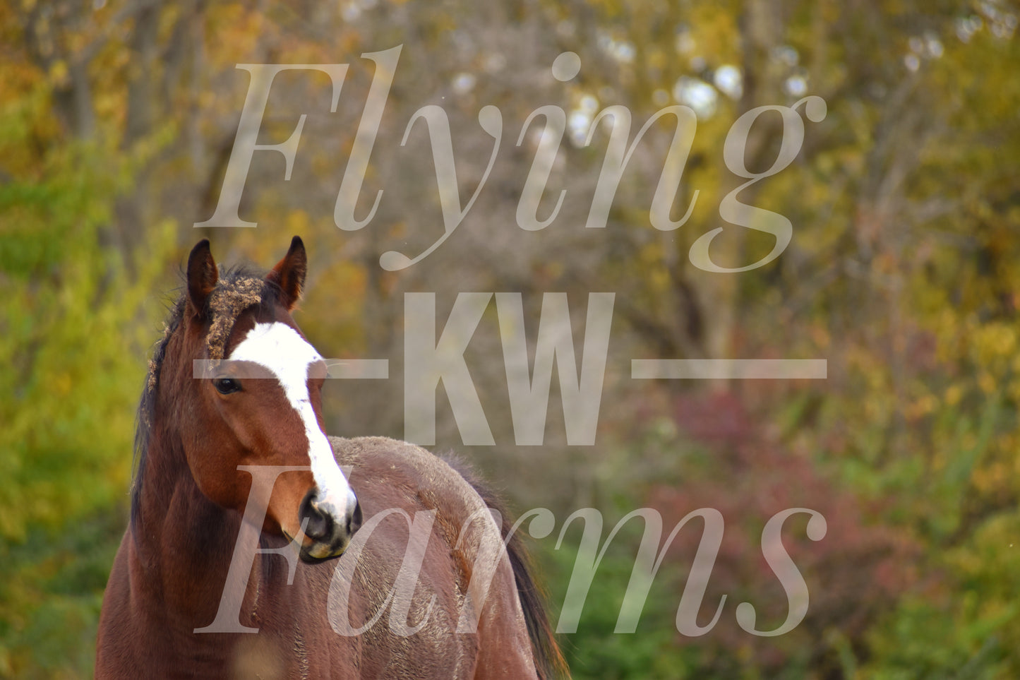 Photo Prints- Horses