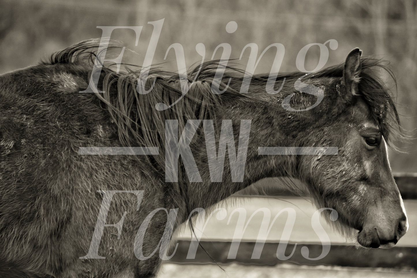 Photo Prints- Horses