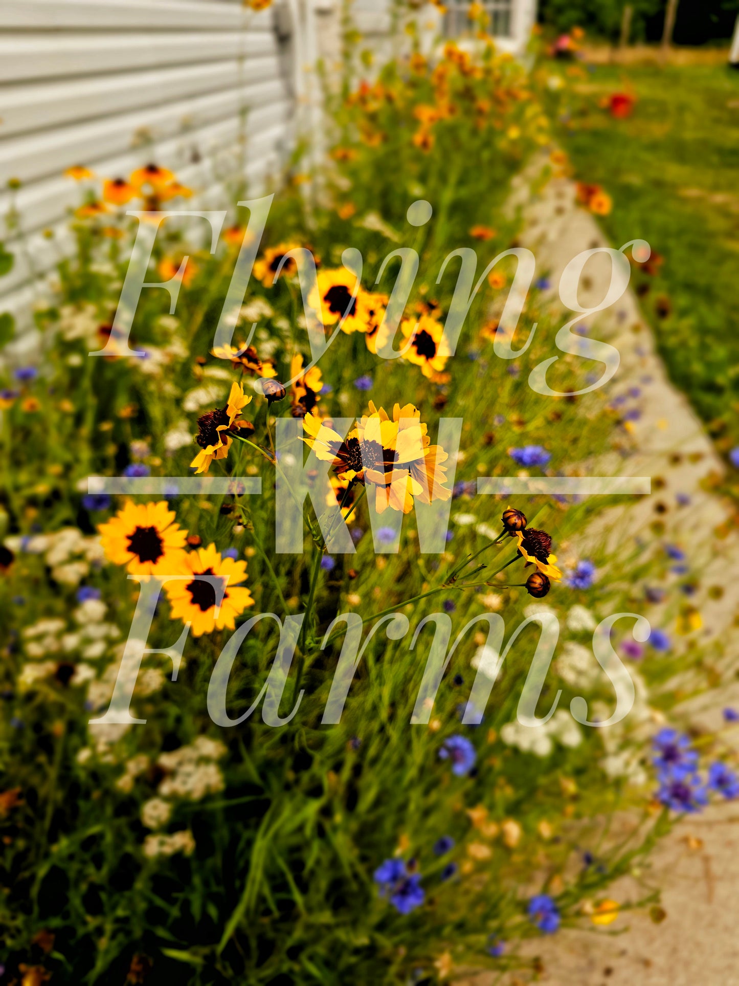 Photo Prints- Garden and Flowers
