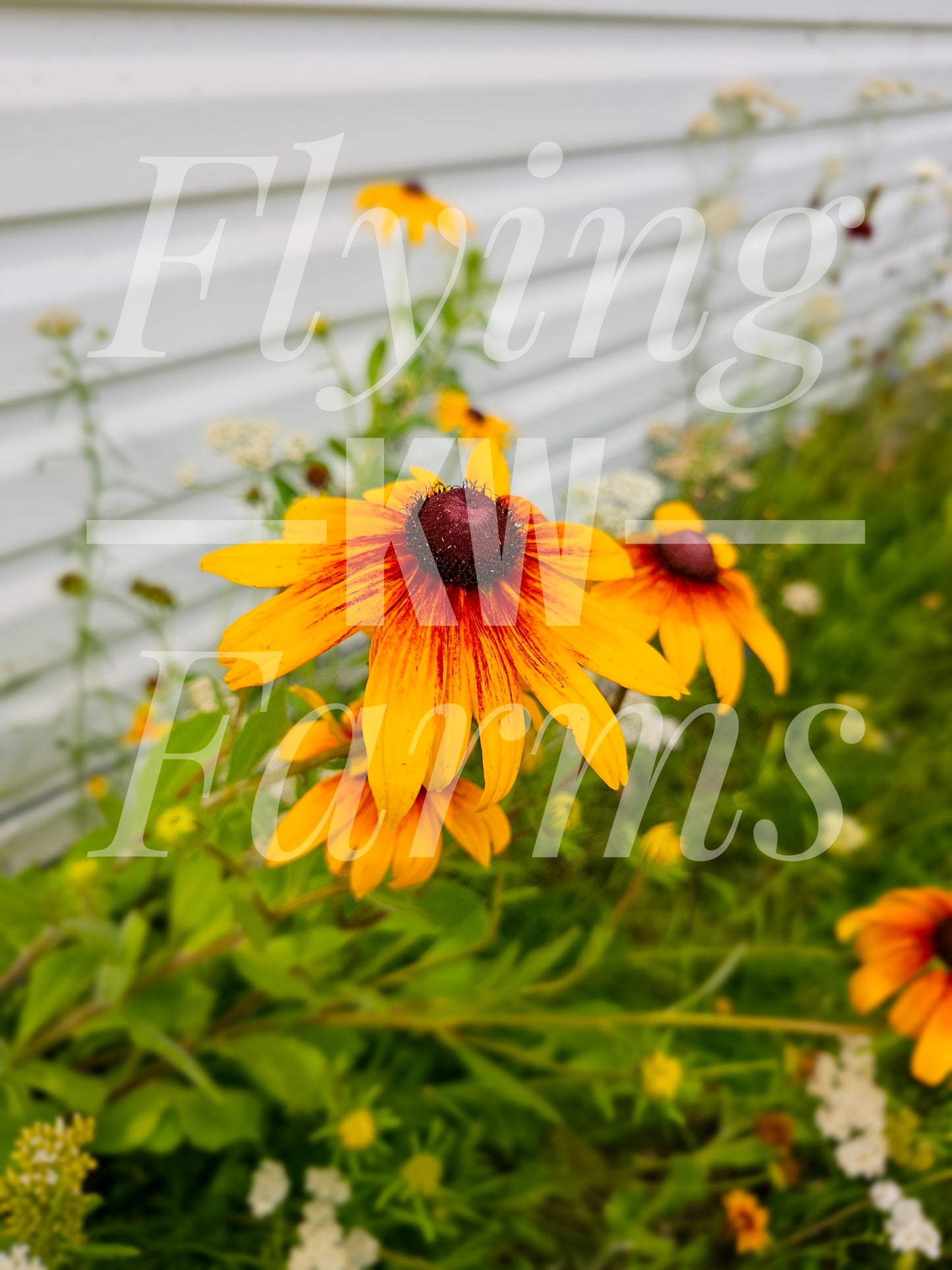 Photo Prints- Garden and Flowers