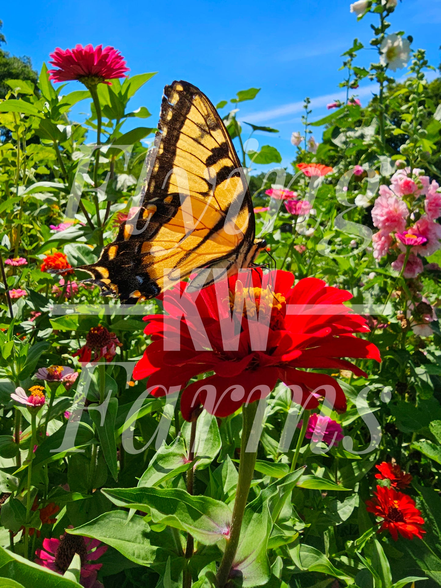Photo Prints- Garden and Flowers