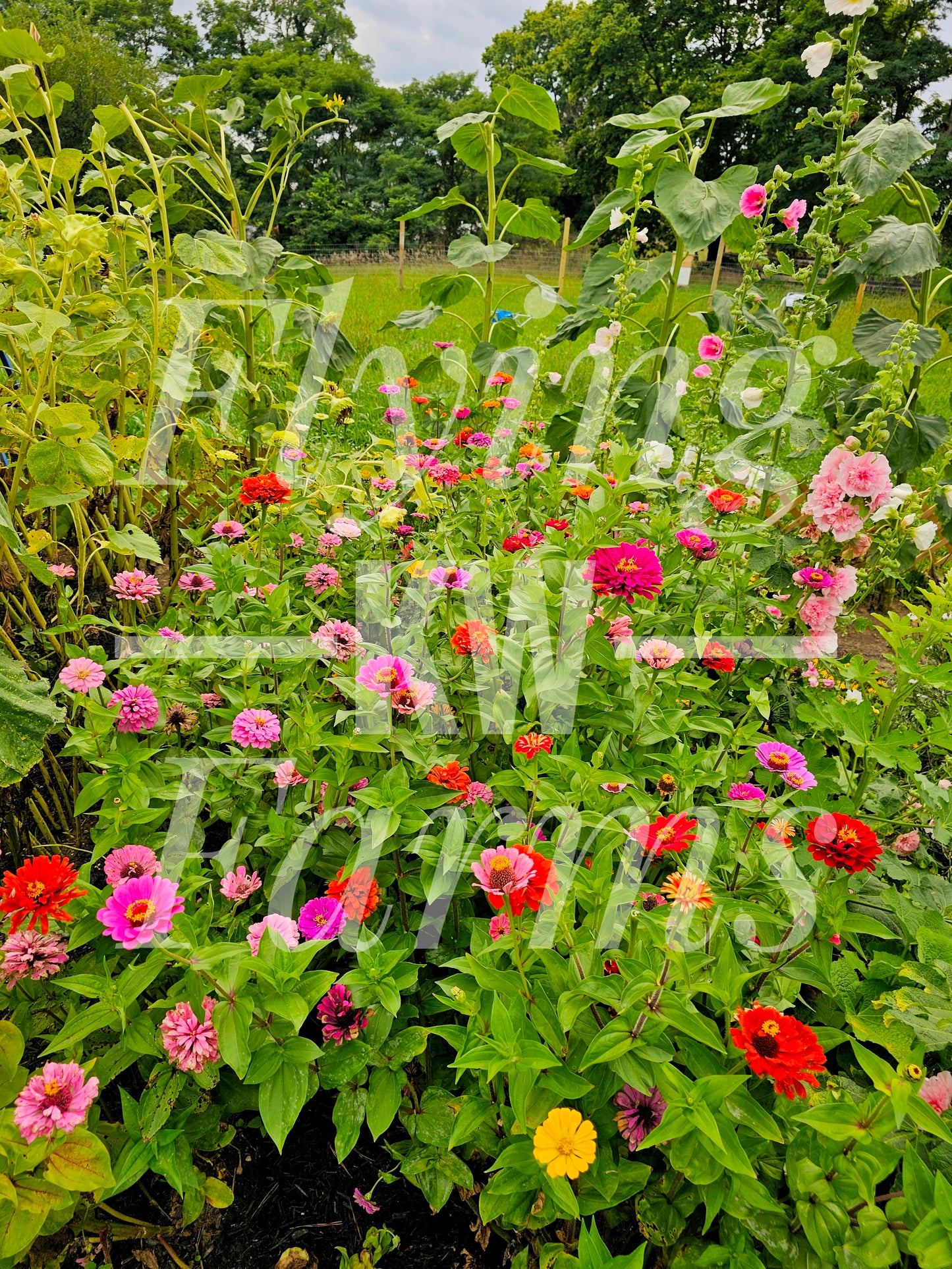 Photo Prints- Garden and Flowers