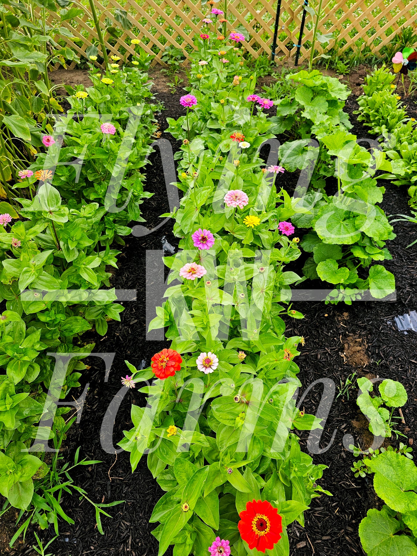 Photo Prints- Garden and Flowers