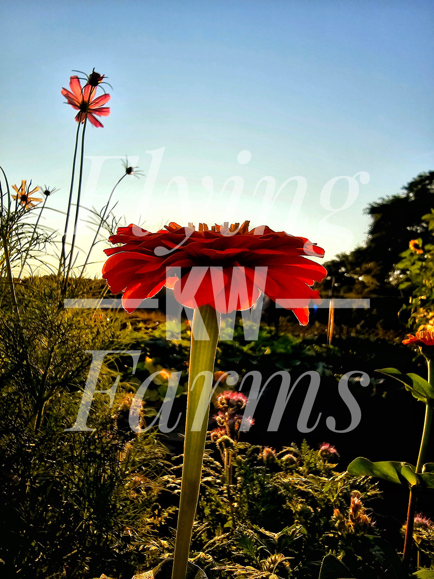 Photo Prints- Garden and Flowers